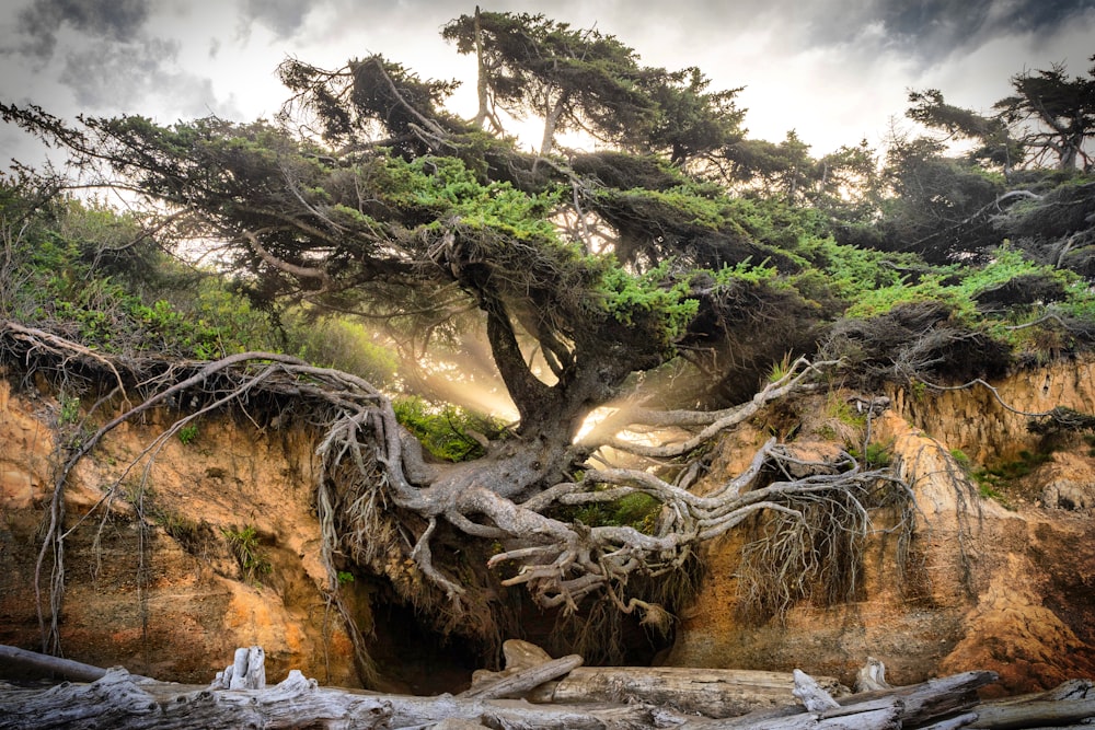 a tree that is growing out of a cliff