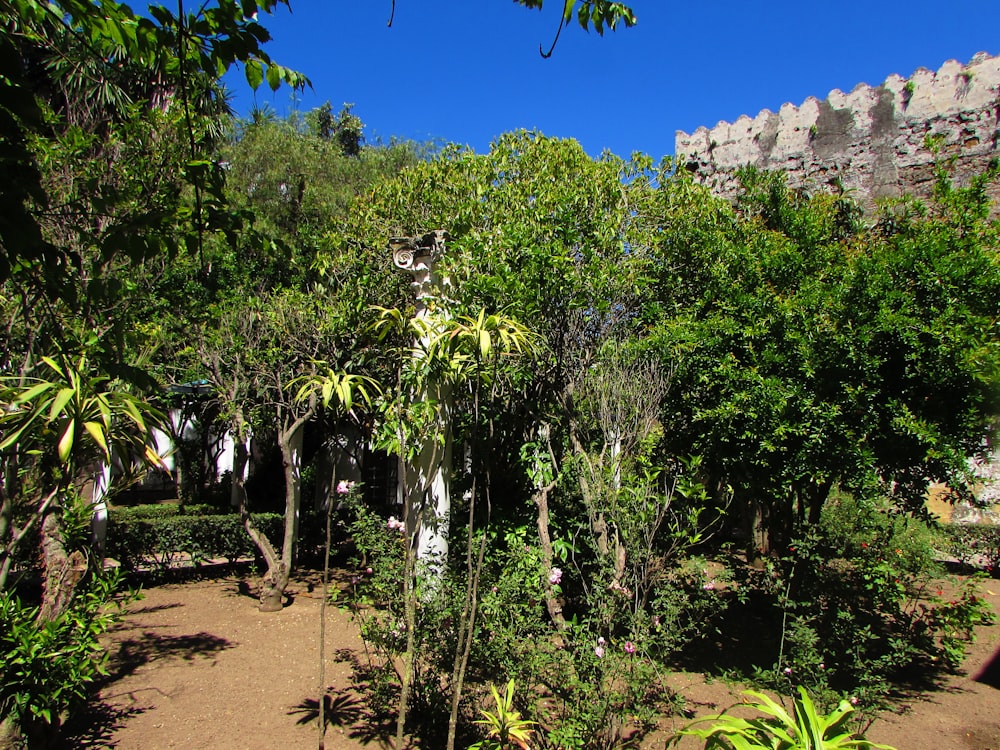 a lush green forest filled with lots of trees