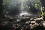 Sunlight filtering through dense trees over a serene natural pool.