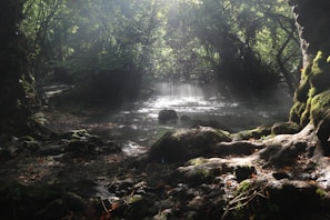 Sunlight filtering through dense trees over a serene natural pool.