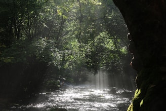 Sunlight filtering through dense green forest leaves over a gently flowing stream.