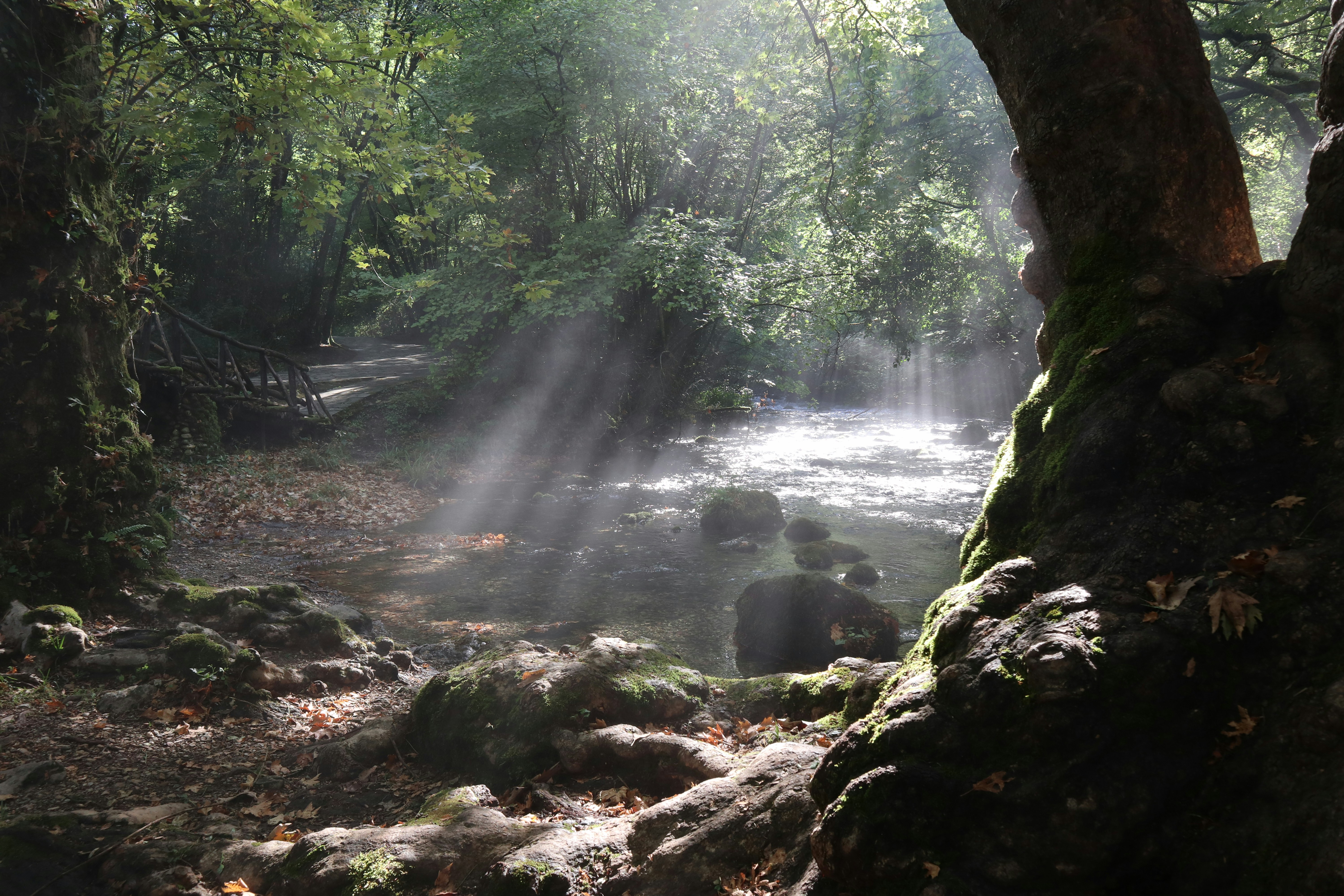 a stream running through a lush green forest