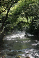 Soft morning light filtering through trees over a gentle flowing stream.