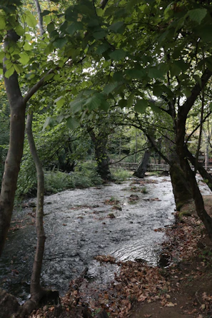 A serene nature shot from a video featuring a flowing river surrounded by autumn leaves.