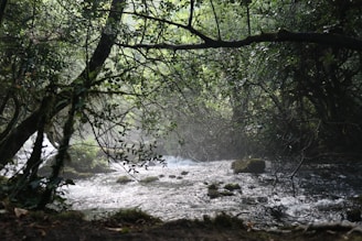 A serene rainforest scene with a flowing river and sunlight filtering through the trees.