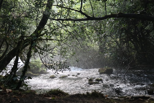 A serene rainforest scene with a flowing river and sunlight filtering through the trees.