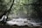 A serene rainforest scene with a gentle river flowing under the sun.