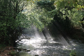 Sunlight streaming softly through dense forest trees, illuminating lush greenery and delicate dew drops.