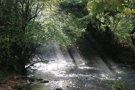 Sunlight streaming softly through dense forest trees, illuminating lush greenery and delicate dew drops.