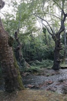 A serene forest landscape where ancient trees stand tall, symbolizing preservation and life.