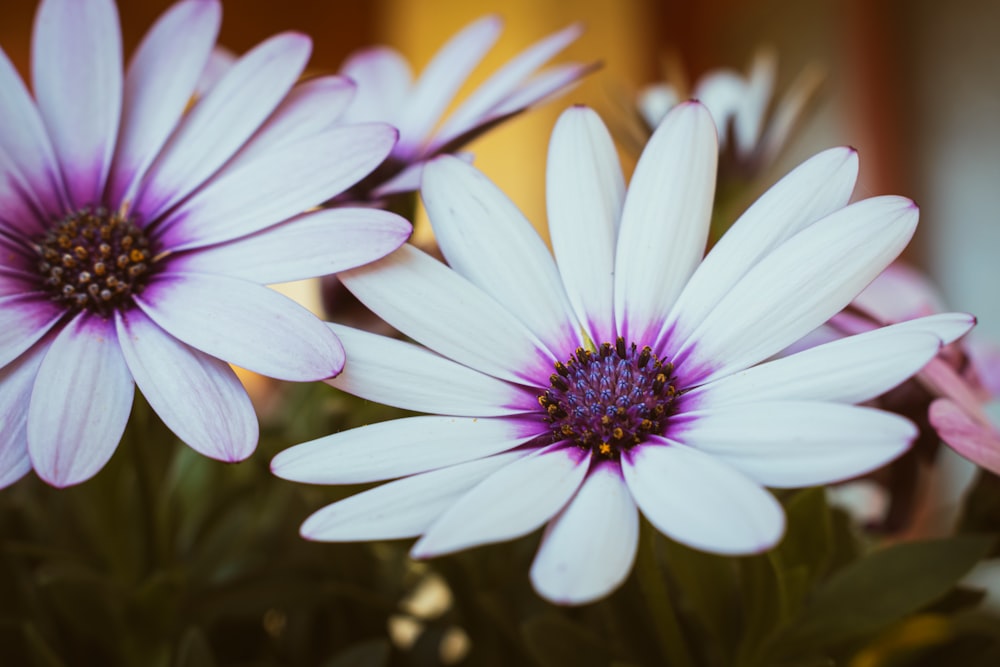 a bunch of white and purple flowers in a vase