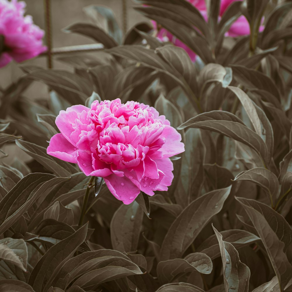 a pink flower in a garden of green leaves