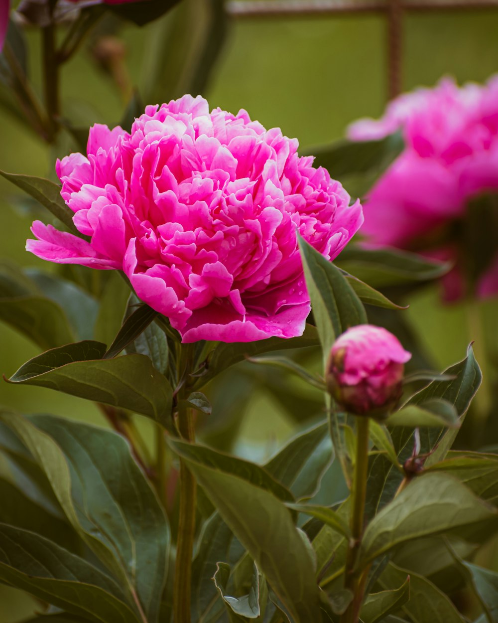 a pink flower is blooming in a garden