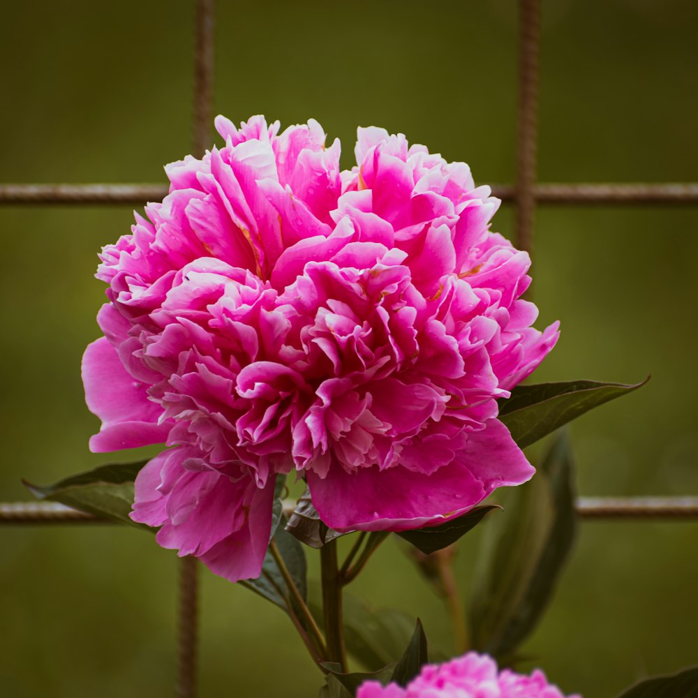 a close up of a pink flower near a fence