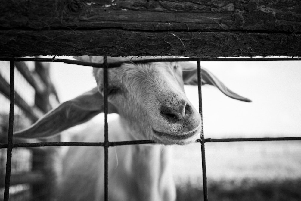 a close up of a goat behind a fence