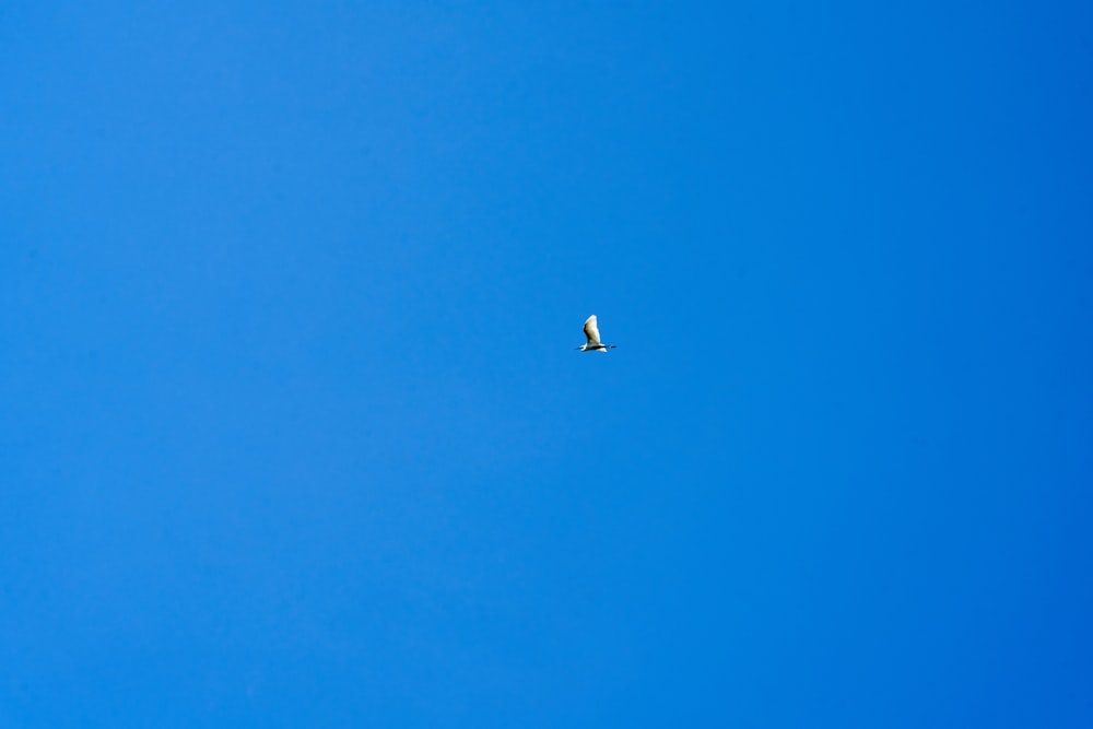 a bird flying high up in the sky