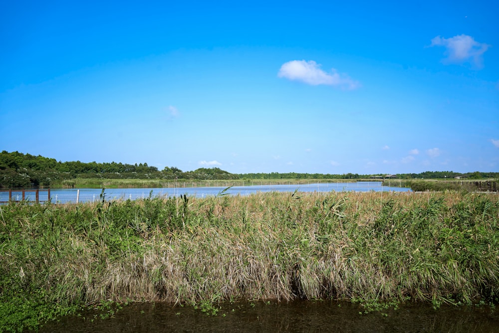a body of water surrounded by grass and trees
