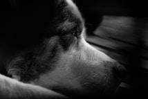 A close-up shot of a dog resting, with a focus on its calm and relaxed face. The image is in black and white, highlighting the textures of the fur and the soft expression in the dog's eye. Natural light falls on the dog, creating subtle shadows.