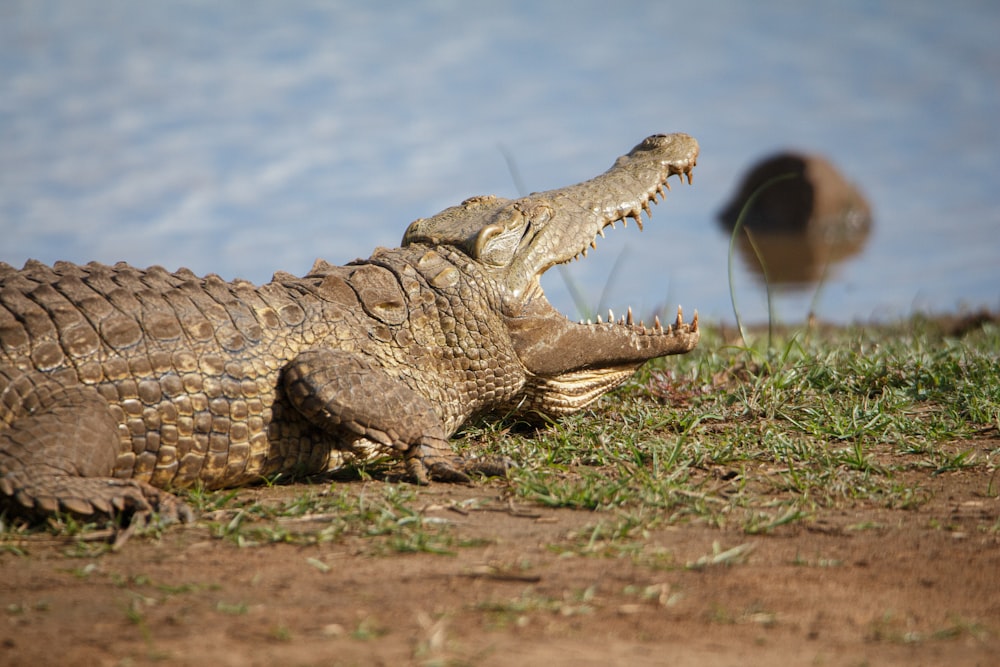 a large alligator laying on top of a grass covered field