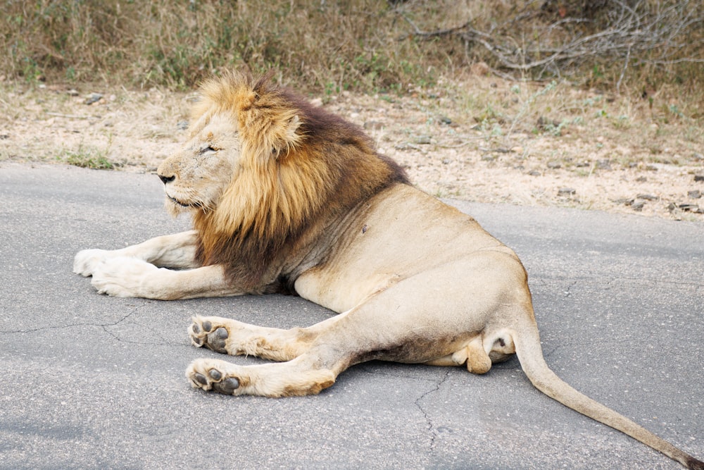 a lion laying down on the side of the road