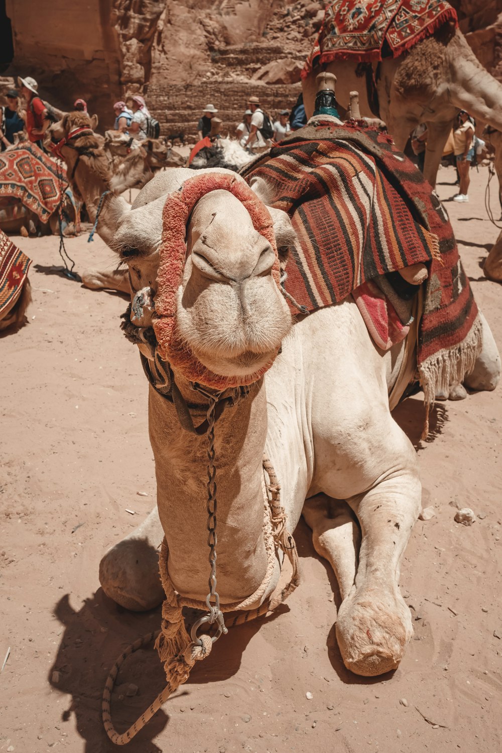 a camel that is laying down in the dirt