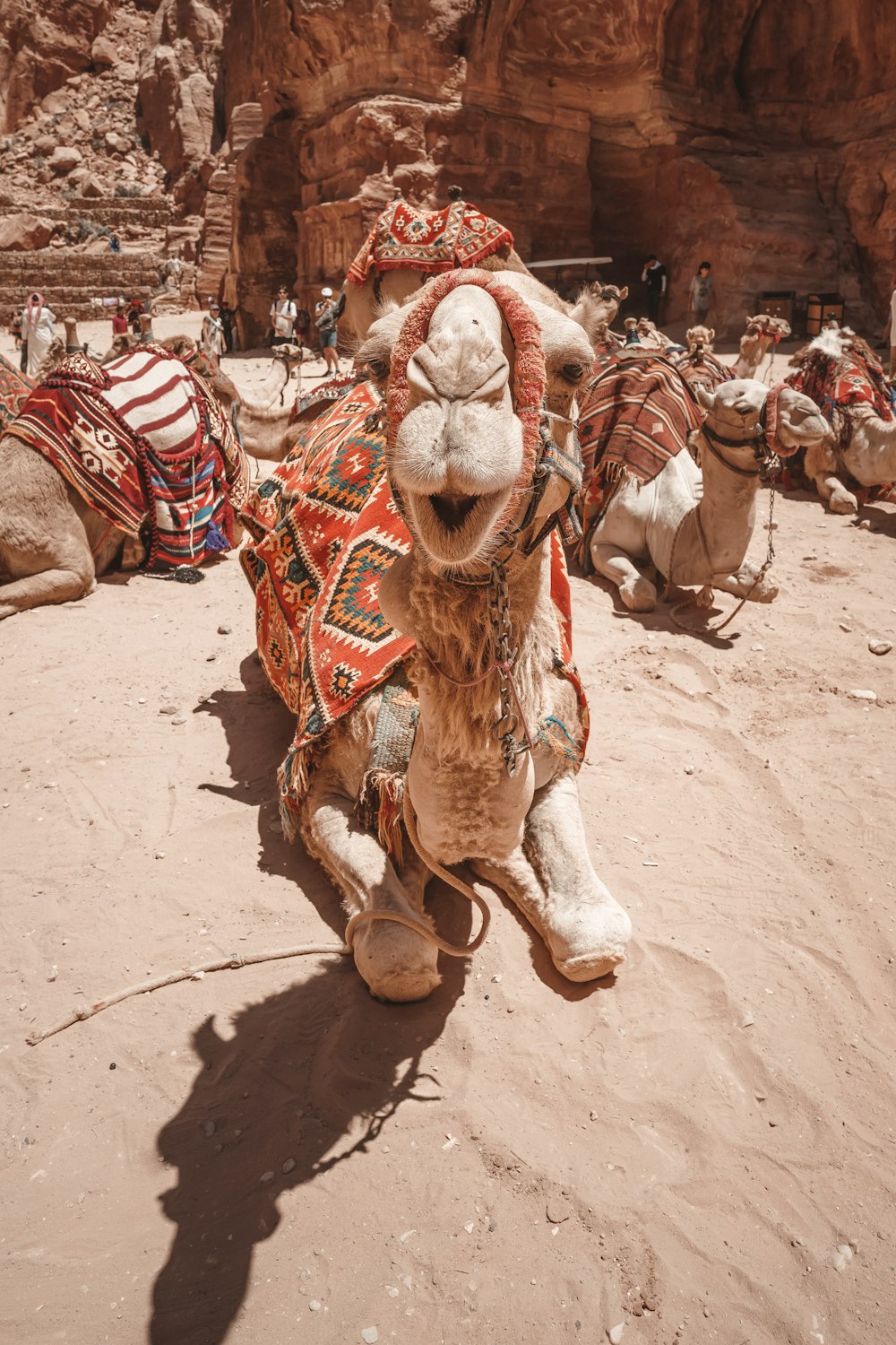 a camel with a saddle on its back in the desert