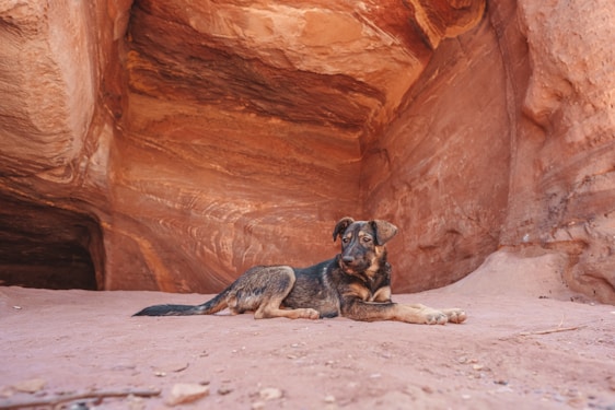 A volunteer gently feeding a rescued dog under the warm desert sun with rocky hills in the background.