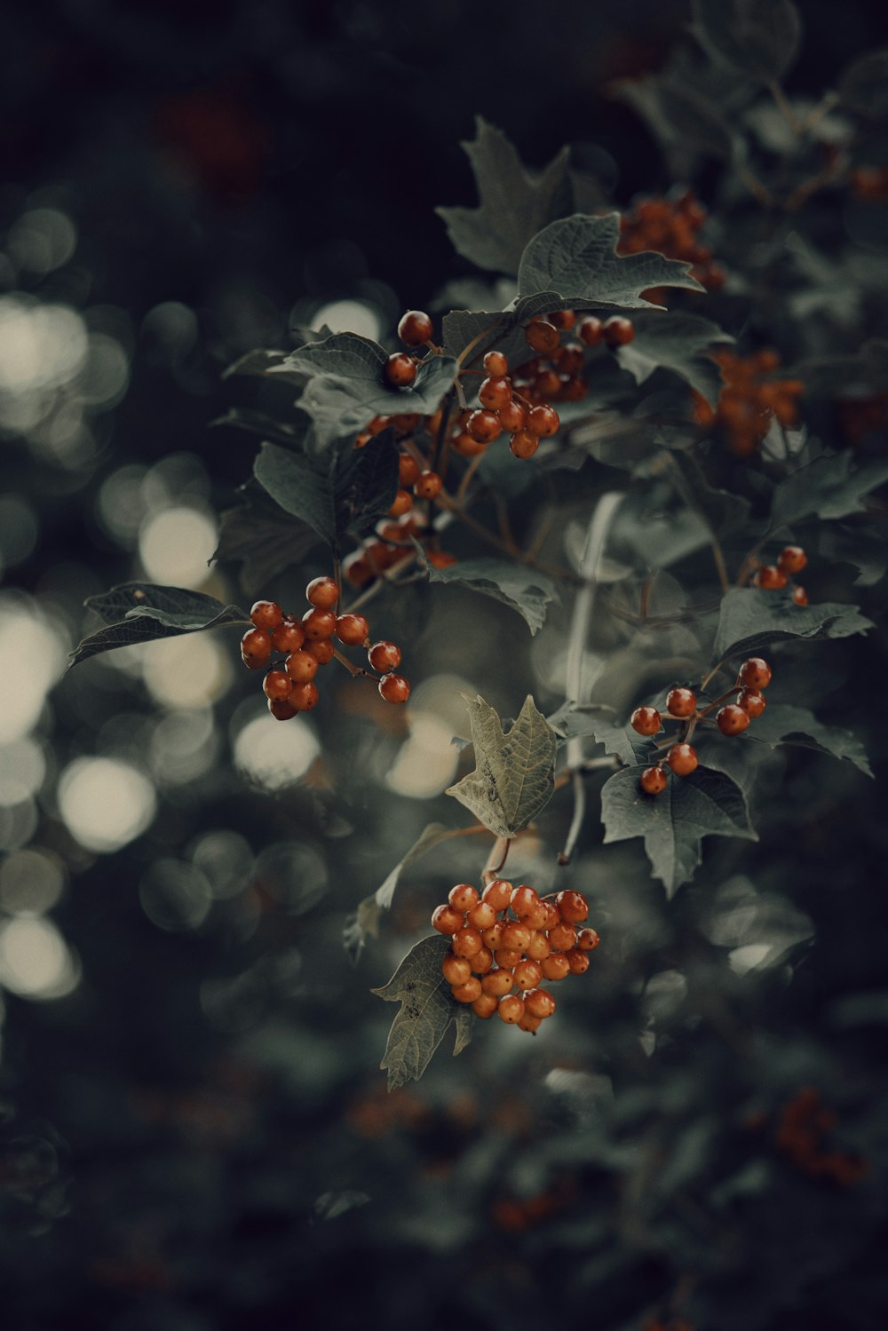 berries are growing on the branches of a tree