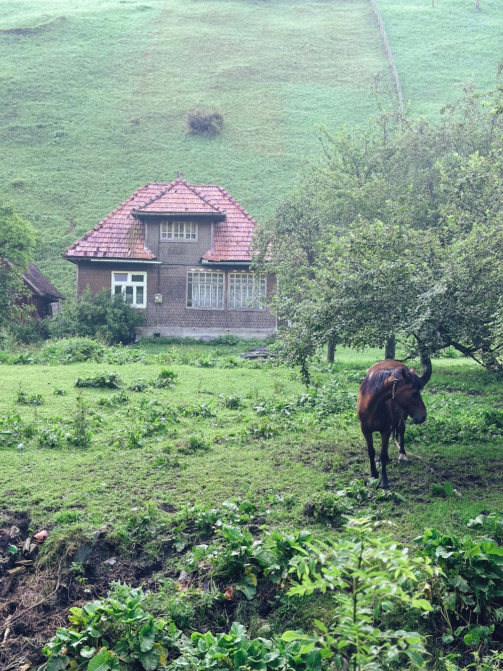 a cow standing in a field next to a house