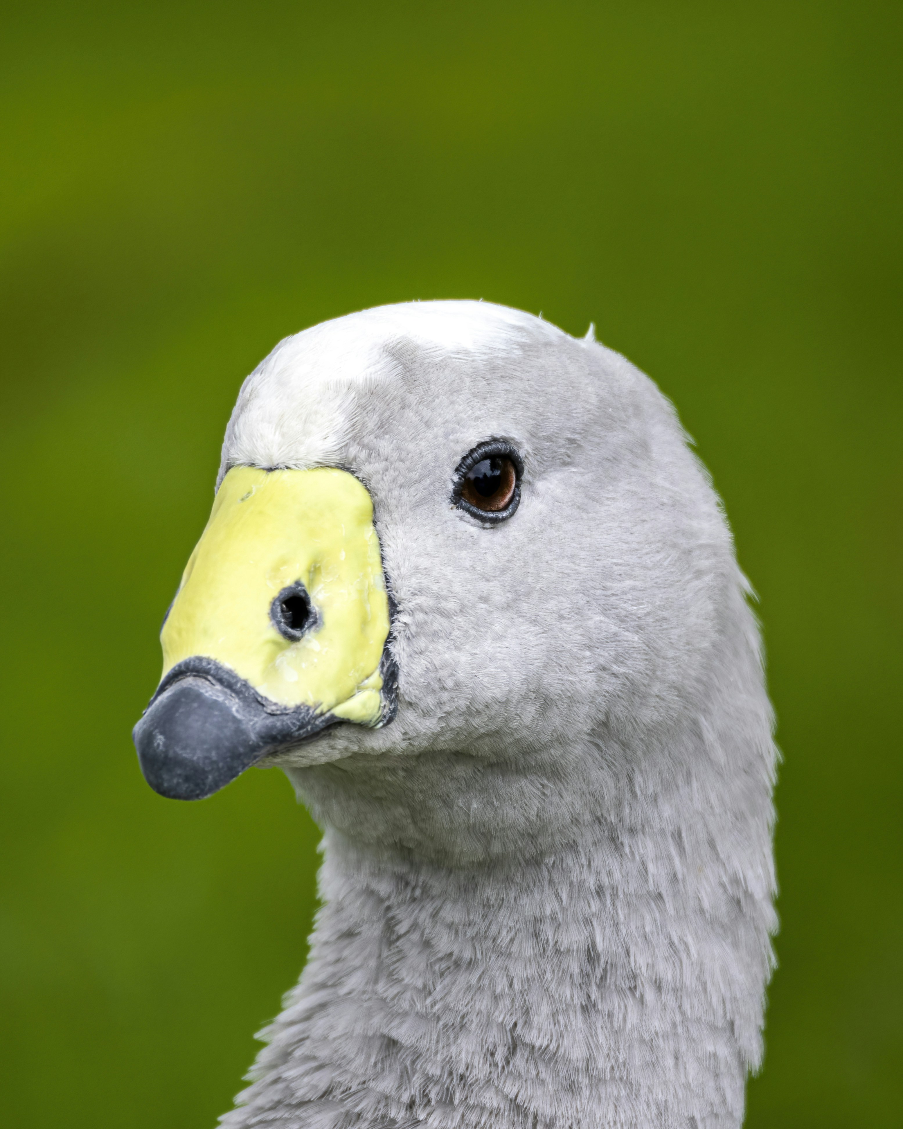 close-up burung dengan paruh kuning