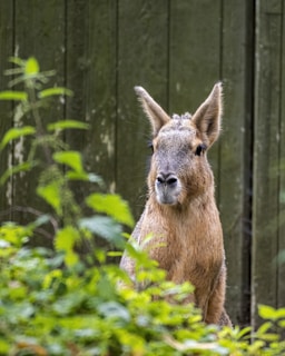 A rodent with long ears and a brown and gray coat stands prominently among green foliage. The animal's face is alert and it is set against a backdrop of vertical wooden planks.