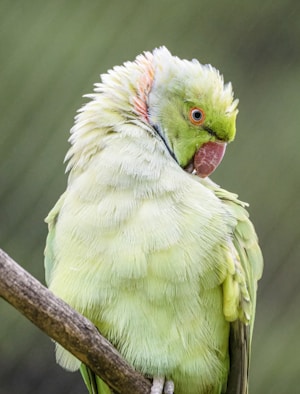 A vibrant green parrot with orange eye rings and a red beak is perched on a branch. Its feathers are soft and fluffy, displaying varying shades of green with a hint of yellow, while the background is blurred, emphasizing the bird's detailed plumage.