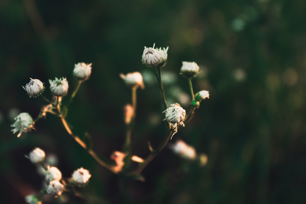 a close up of a plant with white flowers