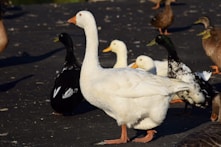 a group of ducks and ducks walking on a road