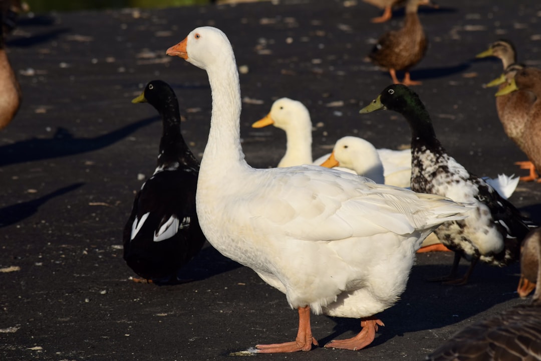 a group of ducks and ducks walking on a road, Some ducks at the local park.