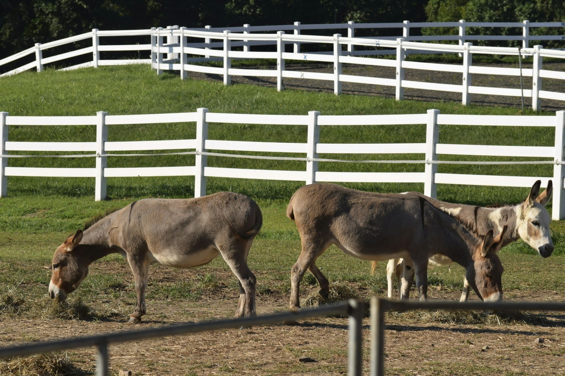 two donkeys eating grass in a fenced in area