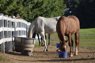 a couple of horses standing next to a white fence
