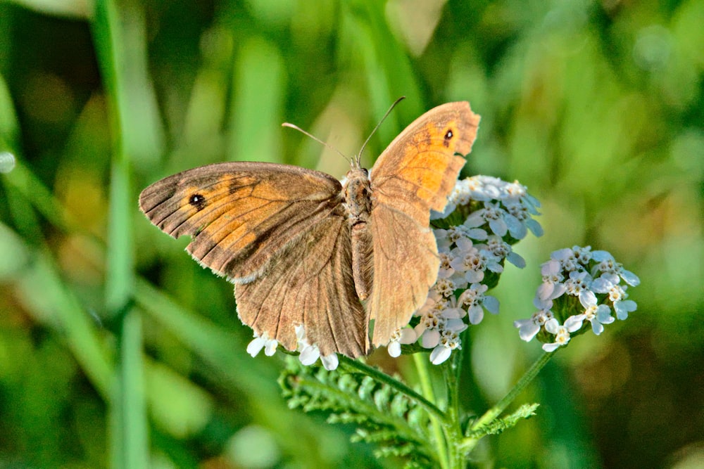 a brown butterfly sitting on top of a white flower