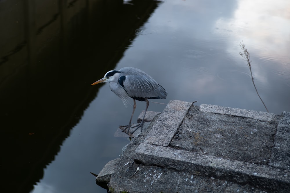 a bird is standing on a rock near a body of water