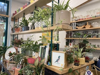 Numerous potted plants are arranged on wooden shelves, creating a lush and green indoor setting. The shelves also hold various items including books, decorative jars, and a framed bird illustration. Ceramic pots and whimsical decor, such as a small fairy figurine, add personality to the space.