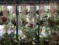 A bright and airy space featuring multiple hanging macrame holders with cascading greenery.