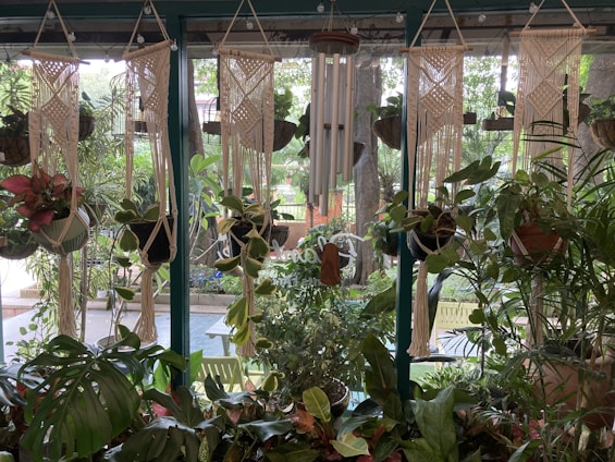 An assortment of plants hang from macrame holders in front of a glass window, with additional greenery visible outside. Various types of plants, including those with broad leaves, are arranged closely together, creating a lush and natural atmosphere. A wooden wind chime hangs centrally in the composition.