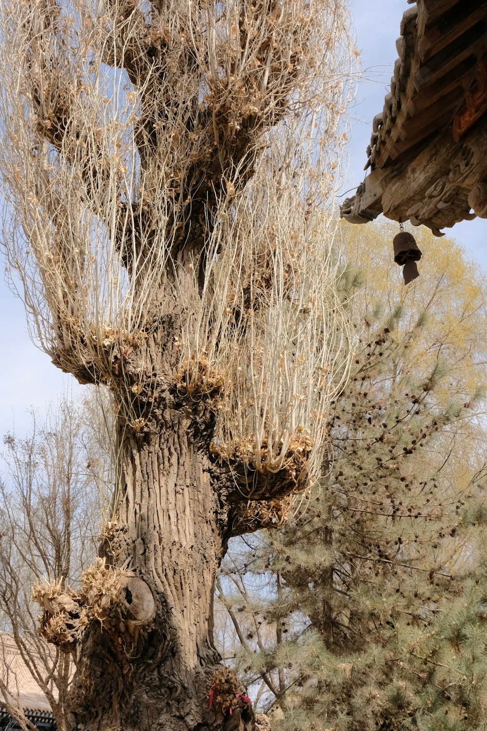 a tree that has some kind of thing growing out of it