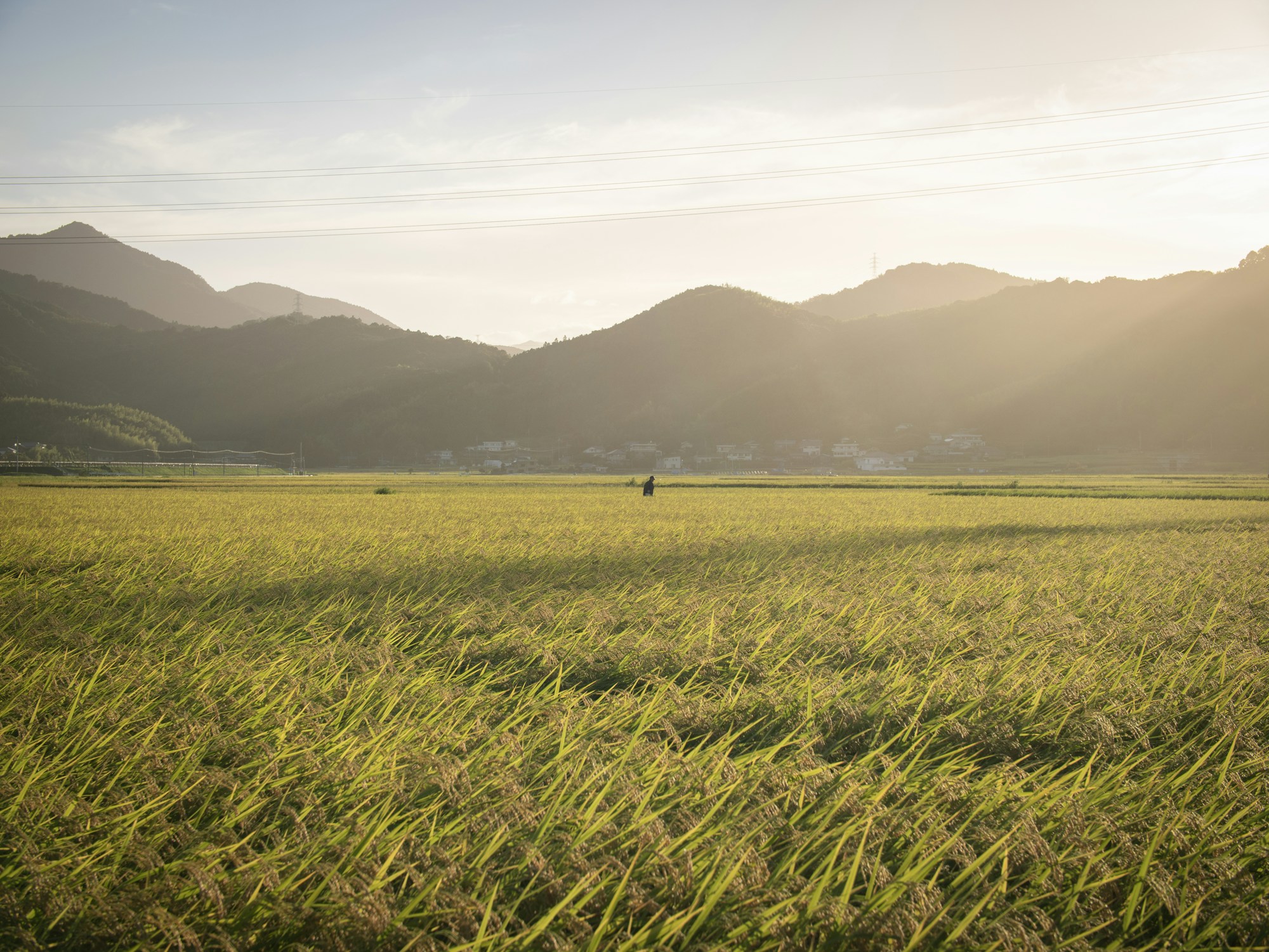 What to See in Tokushima: A Comprehensive Travel Guide