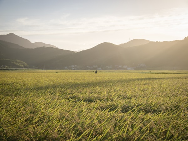 What to See in Tokushima: A Comprehensive Travel Guide