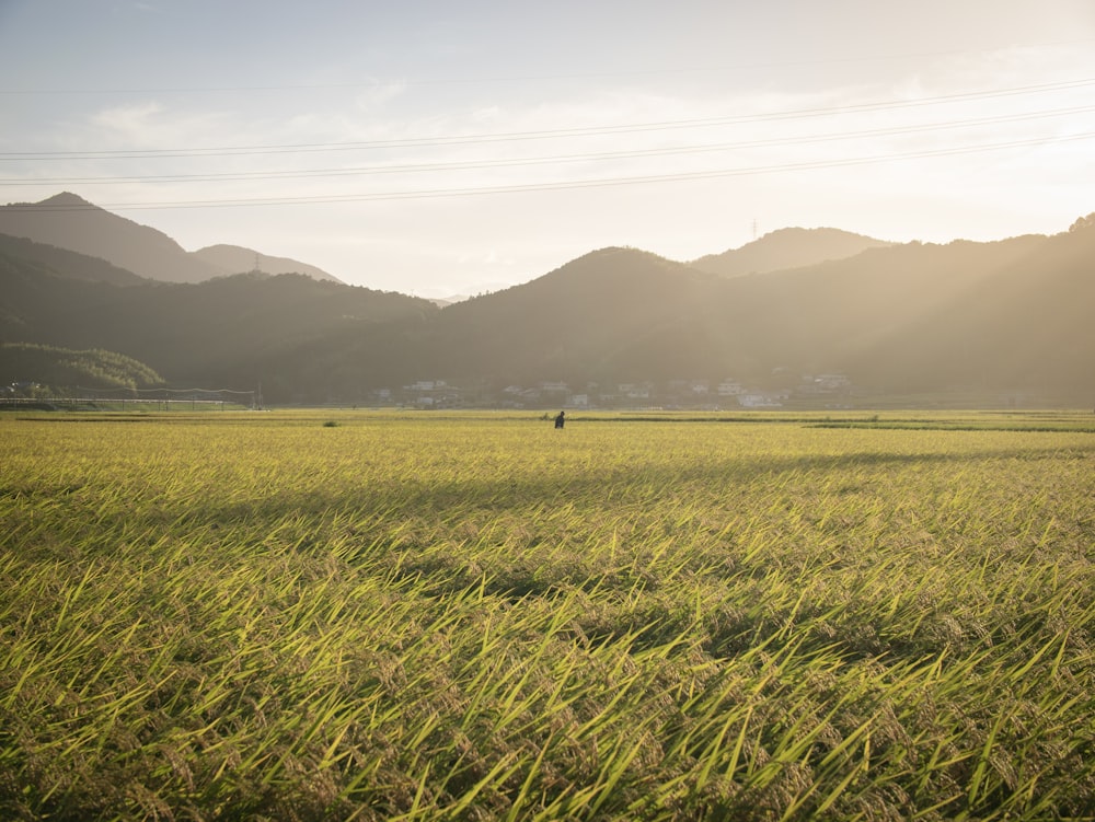 a person standing in a field with mountains in the background