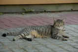 a cat laying on the ground on a brick walkway