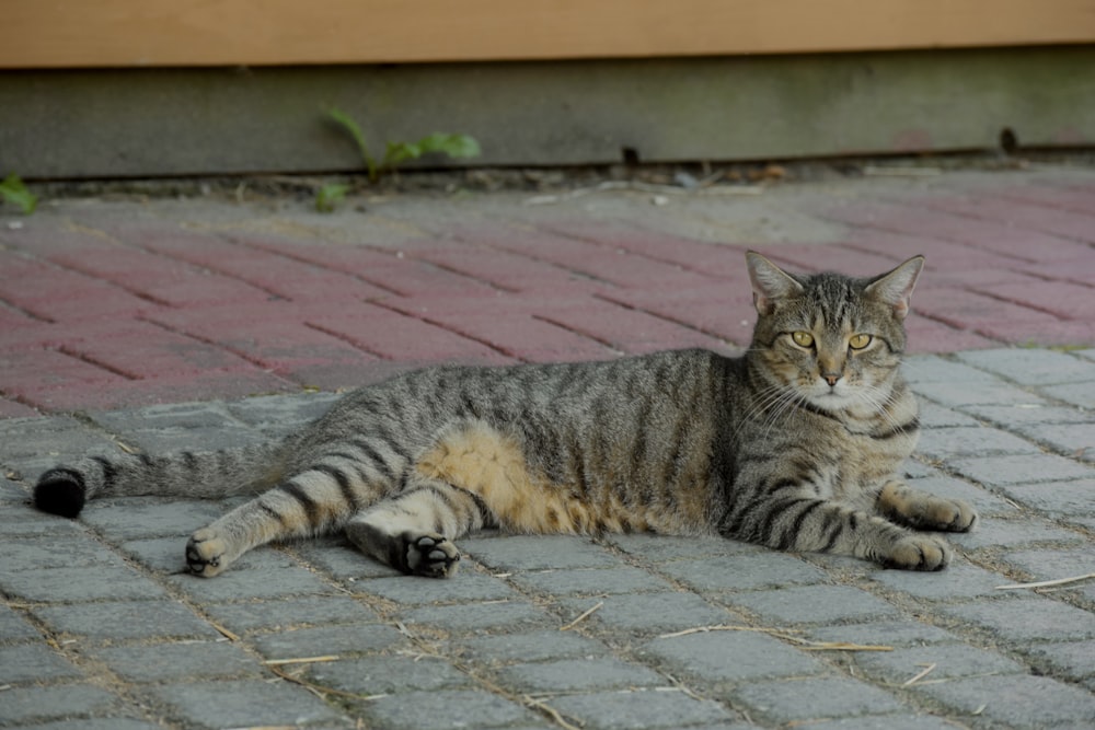 a cat laying on the ground on a brick walkway