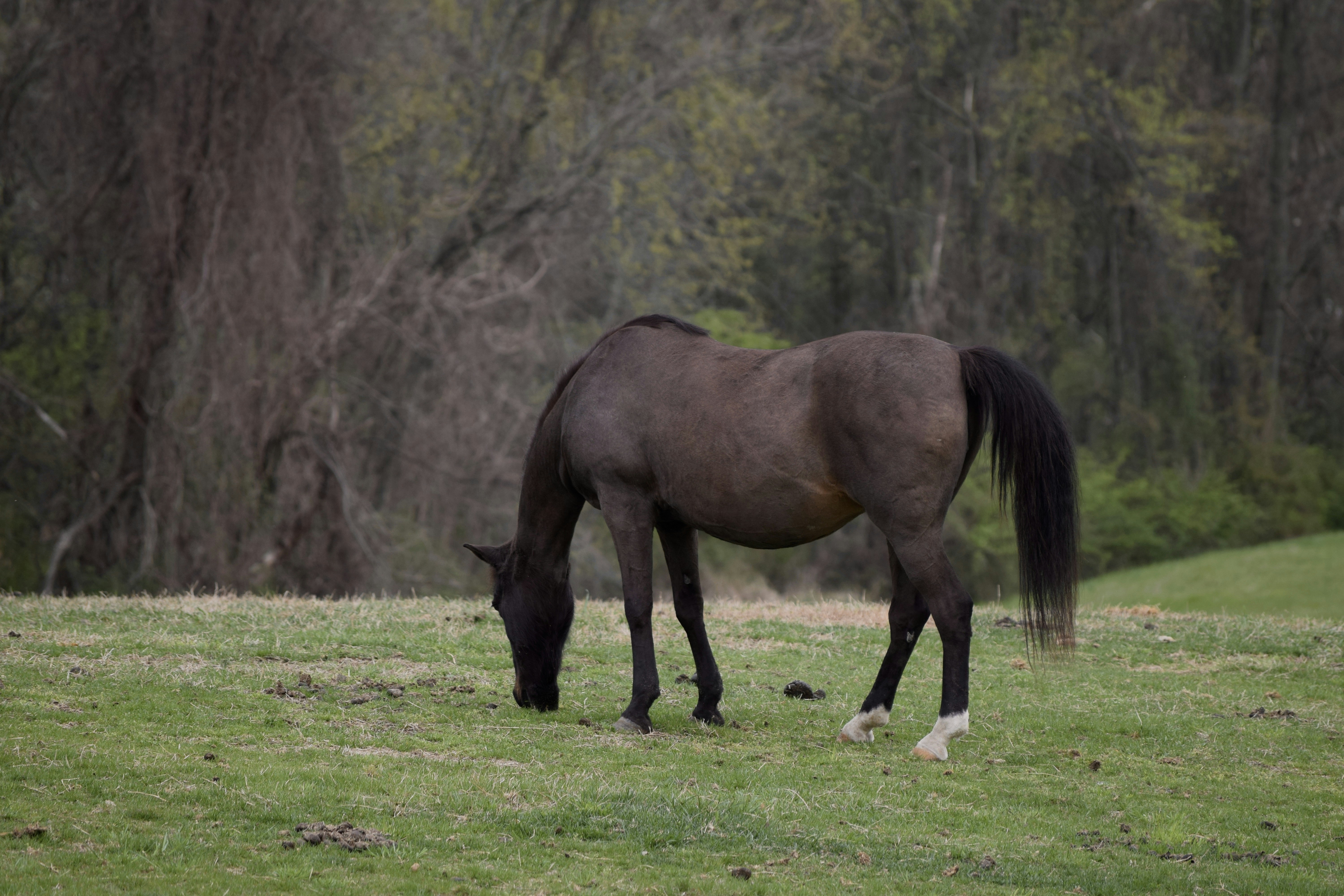 Just a horse grazing at Carousel park.