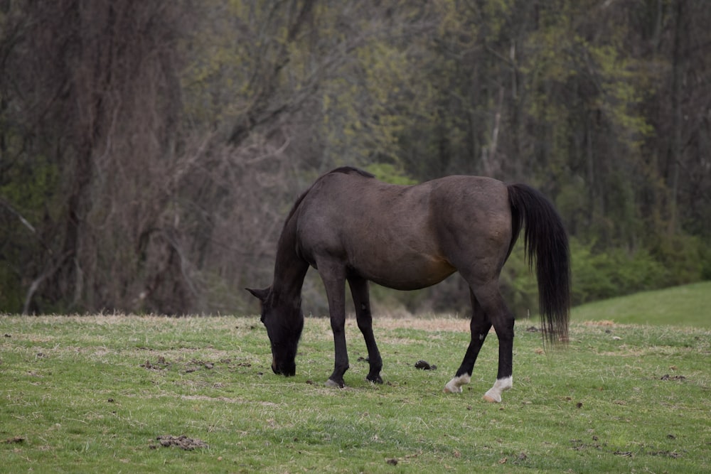 a brown horse grazing on a lush green field